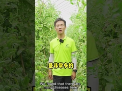 CY30 Bacillus Velezensis Bactericide Cure Tomato Chili Anthracnose