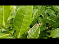 Pestycyd rolniczy skuteczny przeciwko miernikowcom herbaty EoNPV.Bt