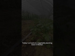 Larwy robaka żołnierza buraków jedzą różne rośliny, w tym pomidory.