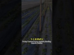 Aktywność przeciwgrzybicza szerokiego spektrum Czynnik drobnoustrojowy CY30