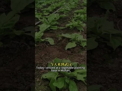 Wysokowydajny insektycyd biologiczny wirus owadów SeNPV i Bacillus Thuringiensis