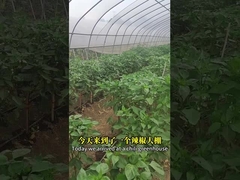 Bio pestycyd Chiny Xinjiang Baweł Chili Pestycyd Chilli Helicoverpa Assulta