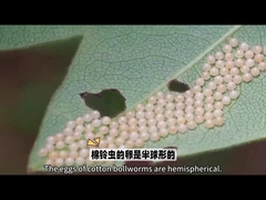 Biopestycyd Bardzo znany biopestycyd to HaNPV.Bt dla robaka do użytku w rolnictwie