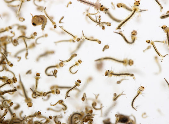 Mosquito Repellent Keep Mosquito Fly Away from Room Fast Effect BTi