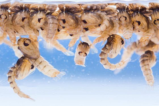 Summer Choice Top Mosquito Larvae Killer Bacillus Thuringiensis Insect Repellent