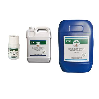 Bacillus velezensis CY30 prevent improve rotten roots dead plants stiff seedlings yellowing 