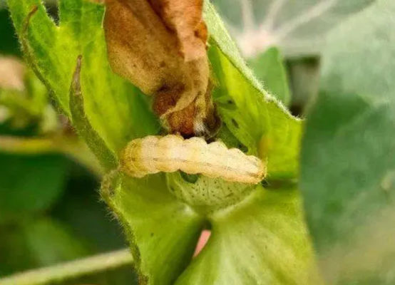 10 million PIB/mL HaNPV 2000IU/mL Bt HaNPV Kill Tobacco Chilli Pests Peru Cotton Professional Insecticide