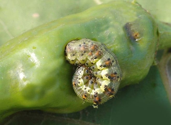 Increase cotton quality yield reduce pests damage Helicoverpa Armigera Nuclear Polyhedrosis Virus BT