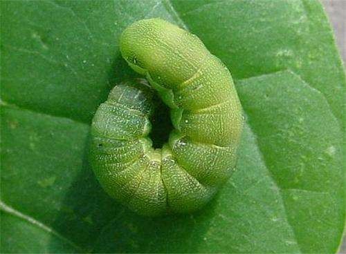Environmentally friendly pesticides for crops control Plutella Xylostella Spodoptera Frugiperda 