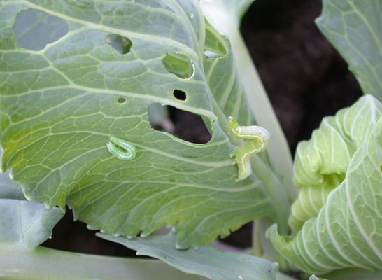 Biological Insecticide SeNPV Bt for vegetable natural farming capsicum clean fruit surface  