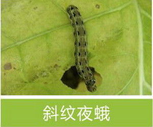 Active Ingredient Pest Virus And Bt Maize Crop Pesticides for Long Shelf Life and Compatible With Other Pesticides