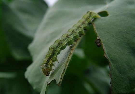 Significant aftereffect organic cotton pesticide North America African Columbia Peru Customer