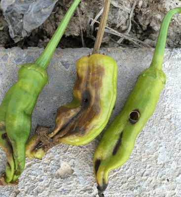 Significant aftereffect organic cotton pesticide North America African Columbia Peru Customer